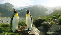 King Penguins in South Georgia. Photo credit: Alan Levy